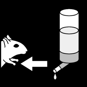 donner de l'eau au gerbil